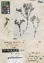 Coreopsis chippii M. B. Moss, SUDAN, T. F. Chipp 66, Isotype, F