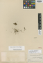 Coreopsis mildbraedii Muschl., CONGO, G. W. J. Mildbraed 2539, Isotype, F