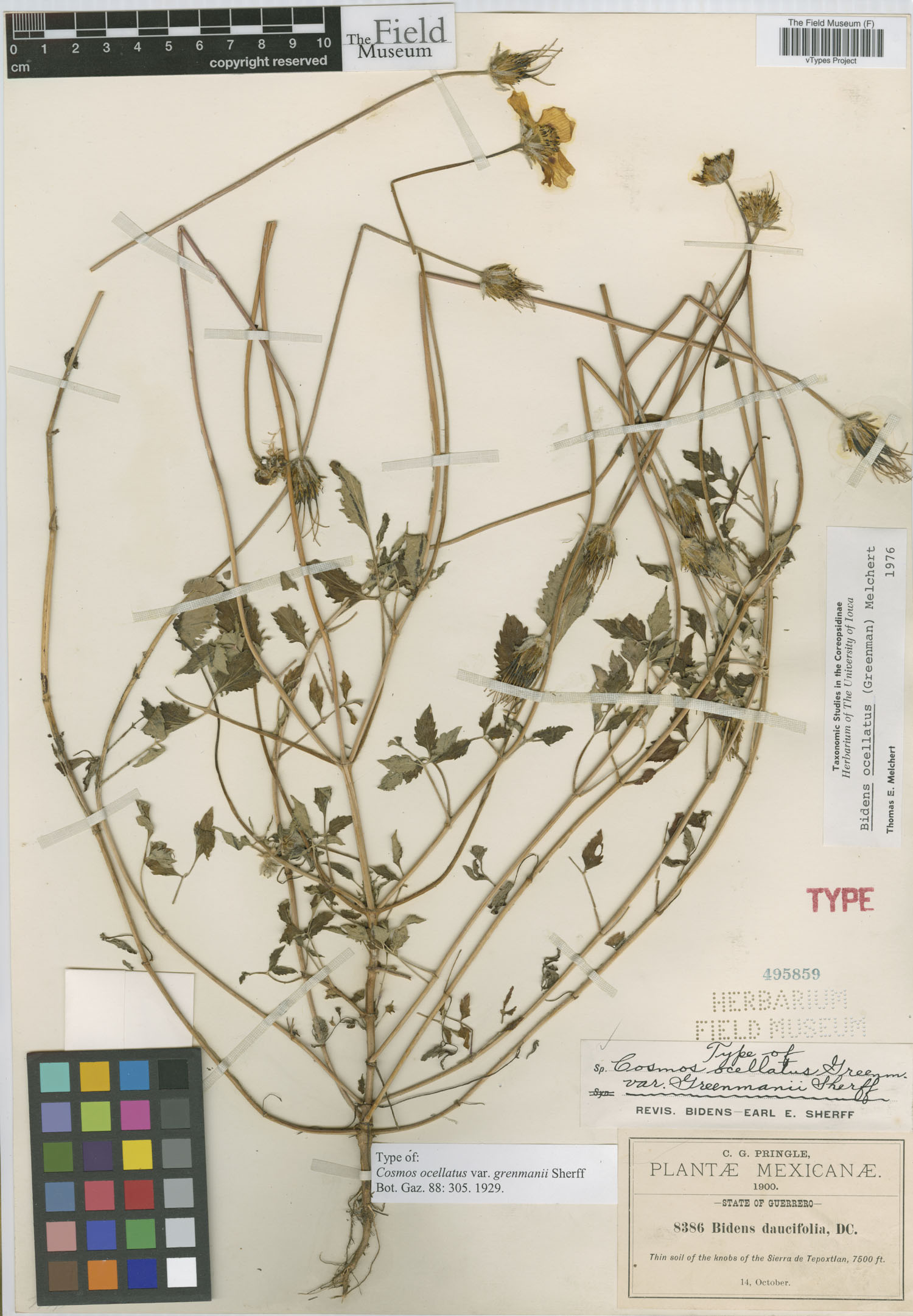 Bidens ocellatus image