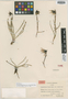 Cremanthodium lineare var. roseum Hand.-Mazz., CHINA, K. A. H. Smith 12032, Isotype, F
