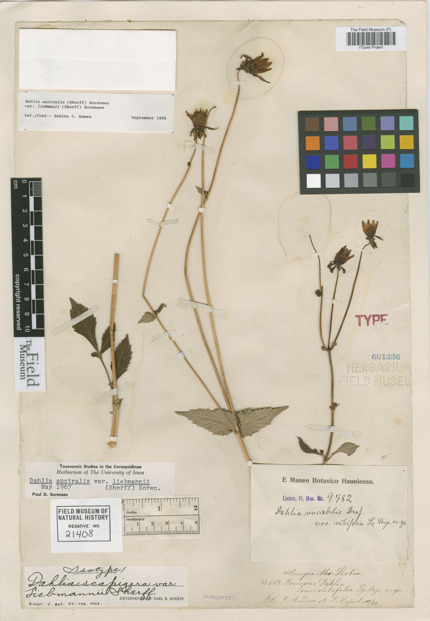 Dahlia australis var. liebmannii image