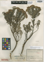 Diplostephium heterophyllum Cuatrec., Colombia, J. Cuatrecasas 10457, Isotype, F