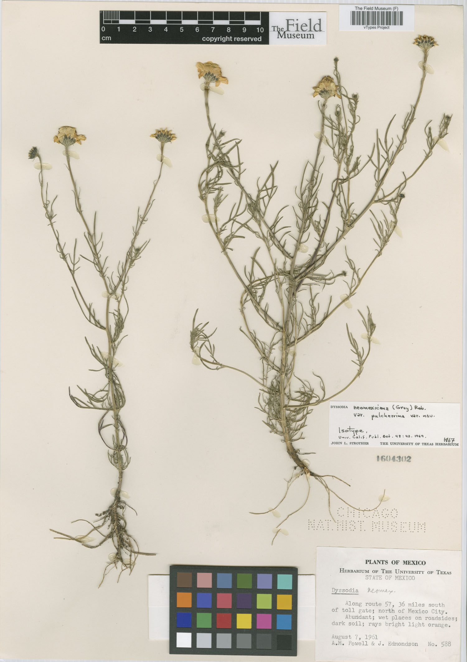 Adenophyllum wrightii var. pulcherrimum image
