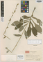 Ainsliaea foliosa Hand.-Mazz., CHINA, Hur. H. Smith 12120, Isotype, F