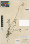 Antennaria concolor image
