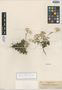 Antennaria rhodantha Suksd., U.S.A., W. N. Suksdorf 2679, Isotype, F