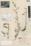 Artemisia flaccida Hand.-Mazz., CHINA, Hur. H. Smith 13540, Isotype, F