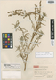 Artemisia tridactyla Hand.-Mazz., CHINA, Hur. H. Smith 12454, Isotype, F