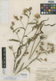 Aster puniceus var. colbyi Benke, U.S.A., A. S. Colby 5715, Holotype, F