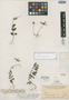 Bidens parvulifolia Sherff, GUATEMALA, E. T. Heyde 6163, Holotype, F