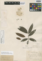 Thyrsodium spruceanum Benth., BRAZIL, R. Spruce, Isotype, F