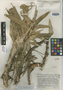 Brocchinia secunda L. B. Sm., VENEZUELA, J. A. Steyermark 59863, Isotype, F