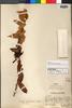Orthaea pinnatinervia Mansf., PERU, A. Weberbauer 6925, Isotype, F