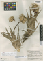 Catopsis nutans var. robustior L. B. Sm., GUATEMALA, J. A. Steyermark 33803, Syntype, F