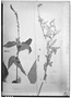 Field Museum photo negatives collection; Genève specimen of Croton subincanus Müll. Arg., GUYANA, Schomburgk 665, Type [status unknown], G