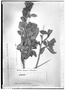 Field Museum photo negatives collection; Genève specimen of Sebastiania haploclada Briq., Peru, Mathews s.n., Holotype, G
