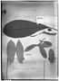 Field Museum photo negatives collection; Genève specimen of Pseudocroton tinctorius Müll. Arg., GUATEMALA, E. R. von Friedrichsthal 1072, Type [status unknown], G