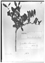 Field Museum photo negatives collection; Genève specimen of Phyllanthus sellowianus Müll. Arg., URUGUAY, F. Sellow, Type [status unknown], G