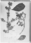 Field Museum photo negatives collection; Genève specimen of Aegiphila glandulifera Moldenke, BRAZIL, G. Casaretto 2022, Type [status unknown], G