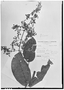 Field Museum photo negatives collection; Genève specimen of Aegiphila longifolia Turcz., COLOMBIA, L. J. Schlim 688, Isotype, G