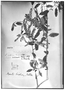 Field Museum photo negatives collection; Genève specimen of Lippia sellowii Briq., URUGUAY, F. Sellow, Holotype, G