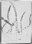 Field Museum photo negatives collection; Genève specimen of Verbena ourostachya Briq., ARGENTINA, E. Wilczek 51, Type [status unknown], G