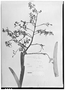 Field Museum photo negatives collection; Genève specimen of Epidendrum excisum var. grandiflorum Cogn., PERU, Mathews 3182, Type [status unknown], G
