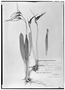 Field Museum photo negatives collection; Genève specimen of Masdevallia cinnamomea Rchb. f., PERU, Mathews, Type [status unknown], G