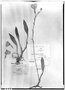 Field Museum photo negatives collection; Genève specimen of Masdevallia racemosa Lindl., ECUADOR, K. T. Hartweg 1432, Type [status unknown], G