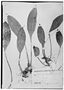 Field Museum photo negatives collection; Genève specimen of Scaphosepalum xystra Luer, COLOMBIA, F. C. Lehmann 172, Type [status unknown], G