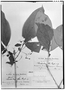 Field Museum photo negatives collection; Genève specimen of Clerodendrum ulei Hayek, Brazil, E. H. G. Ule 5976, Syntype, G