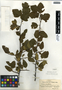 Malus angustifolia image