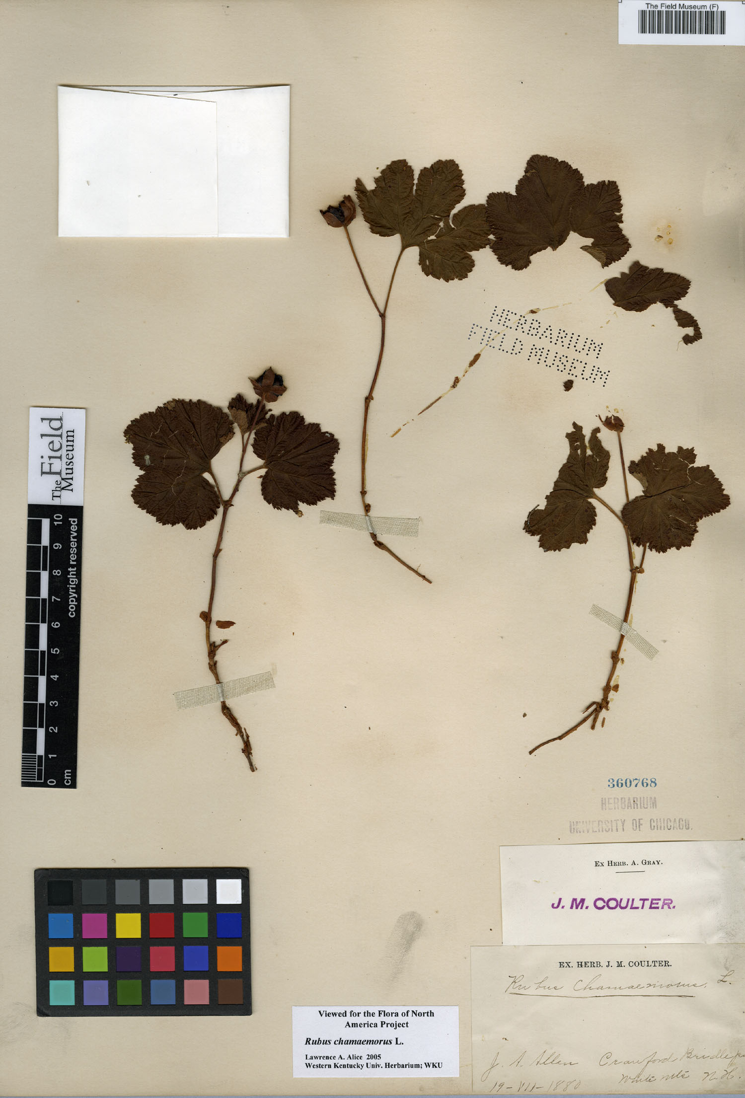 Rubus chamaemorus image