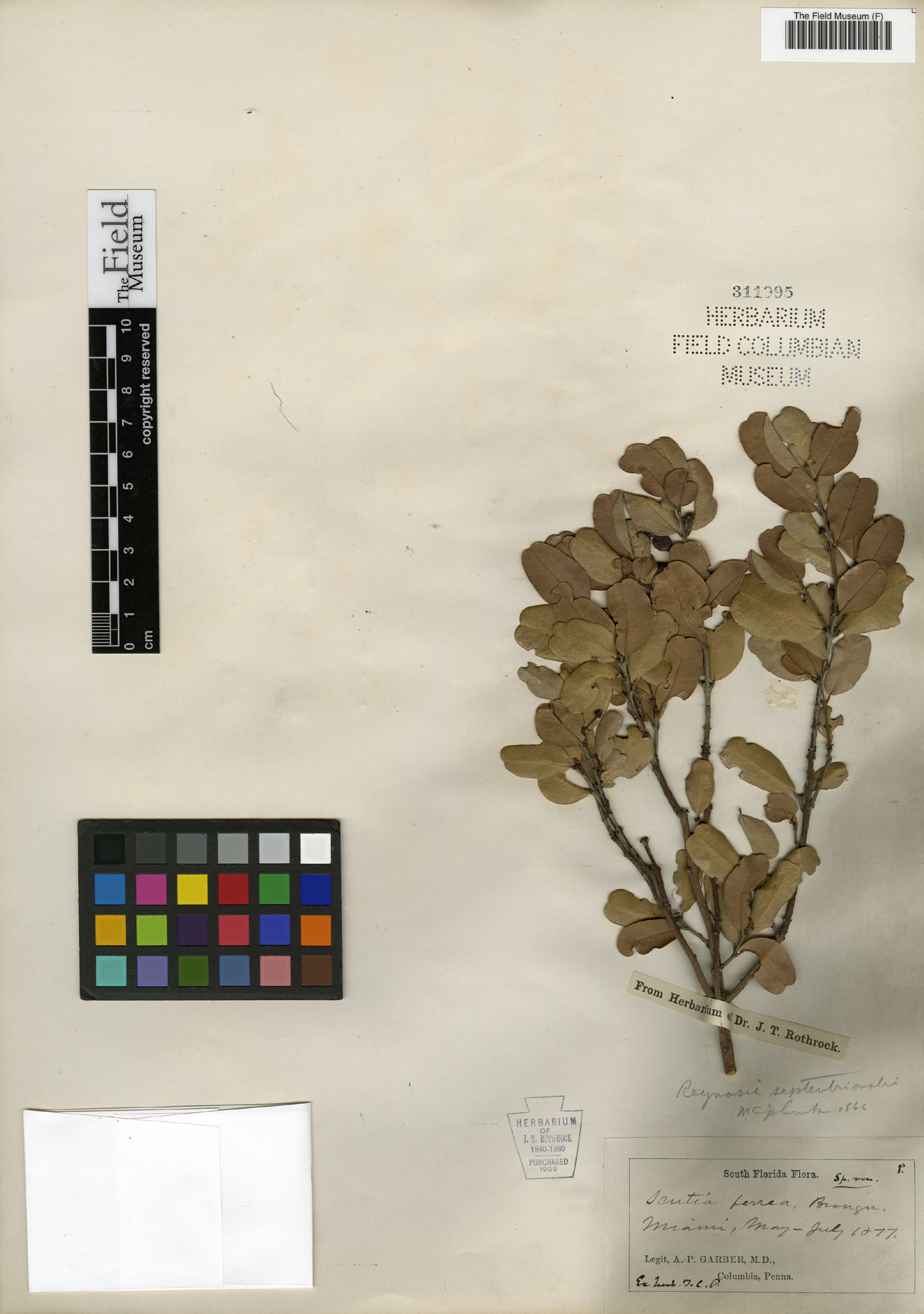 Reynosia septentrionalis image