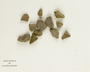 Syagrus schizophylla (Mart.) Glassman, Oricury Wax, U.S.A., F