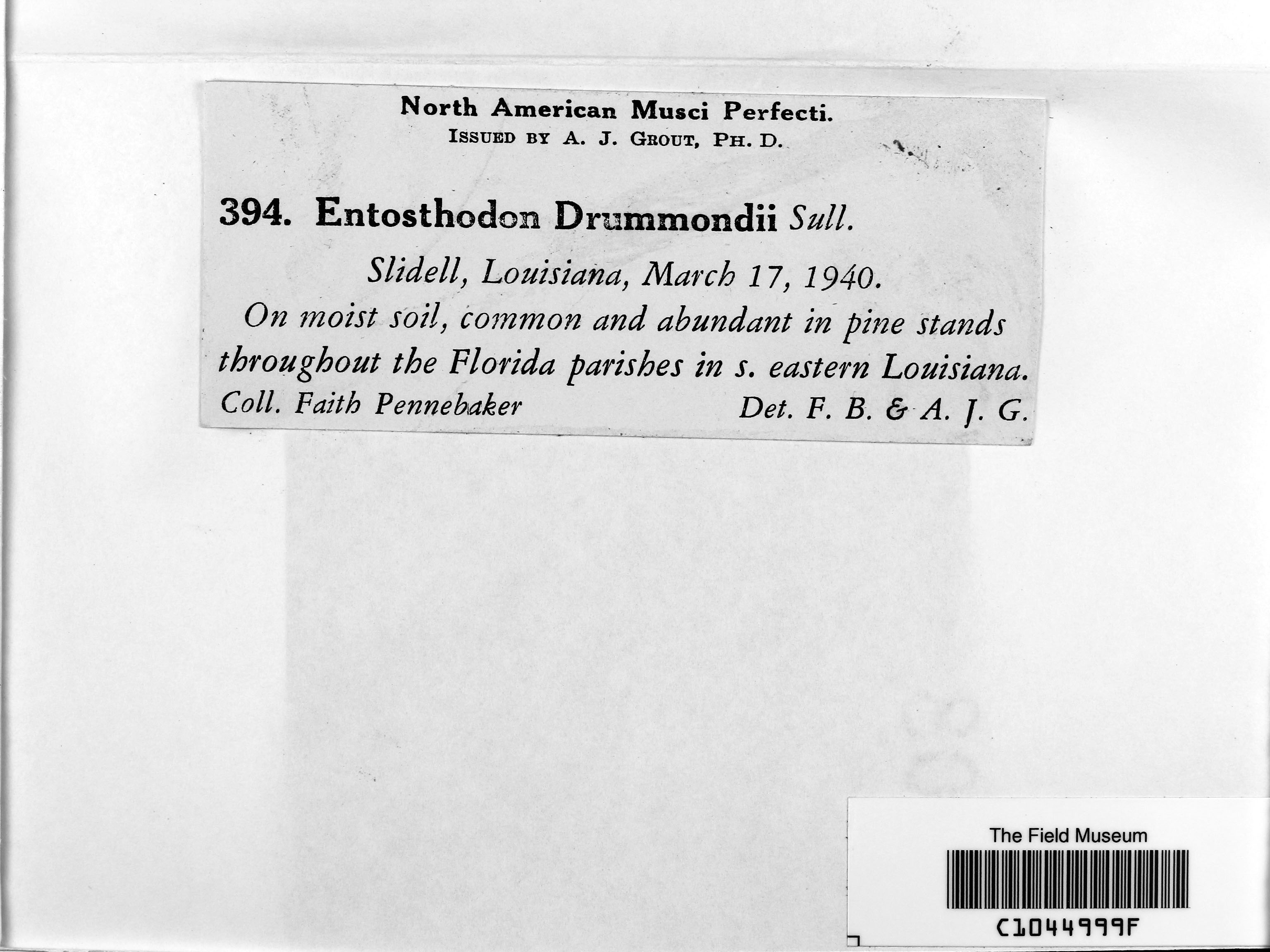 Entosthodon drummondii image