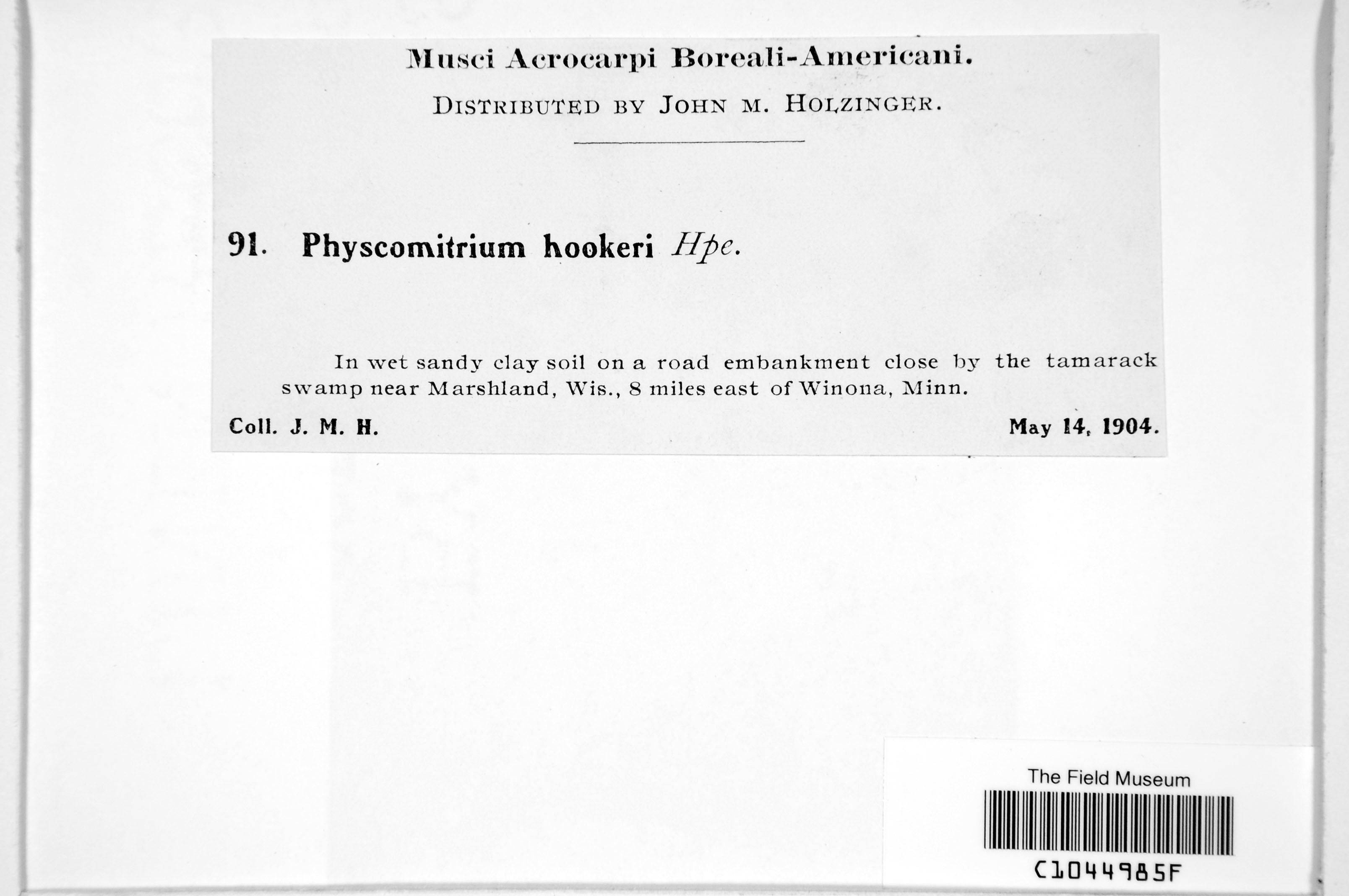 Physcomitrium hookeri image