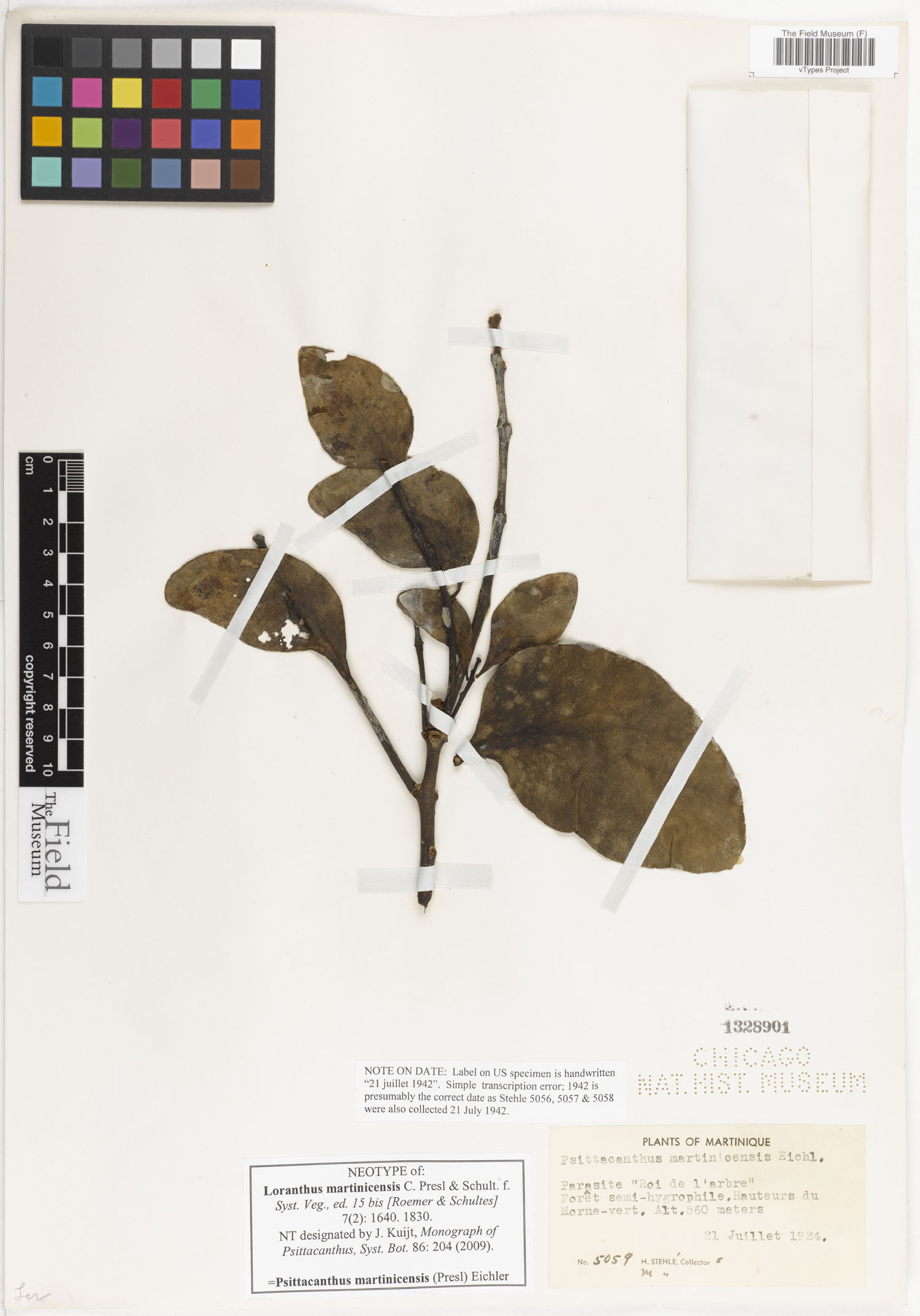 Loranthus martinicensis image