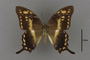 95219 Papilio gyas porus HT d IN