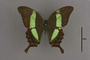 95229 Papilio palinurus HT d IN