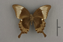 95229 Papilio palinurus HT v IN