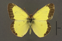 95242 Colias chrysomelas HT d IN