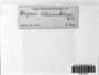 Ptychostomum intermedium image