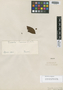 Tovomita laurina Planch. & Triana, BRAZIL, R. Spruce 2431, Isotype, F
