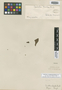Combretum discolor Taub., BRAZIL, A. F. M. Glaziou 13805a, Isotype, F