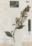 Combretum mellifluum Eichler, Brazil, J. S. Blanchet 2866, Isolectotype, F
