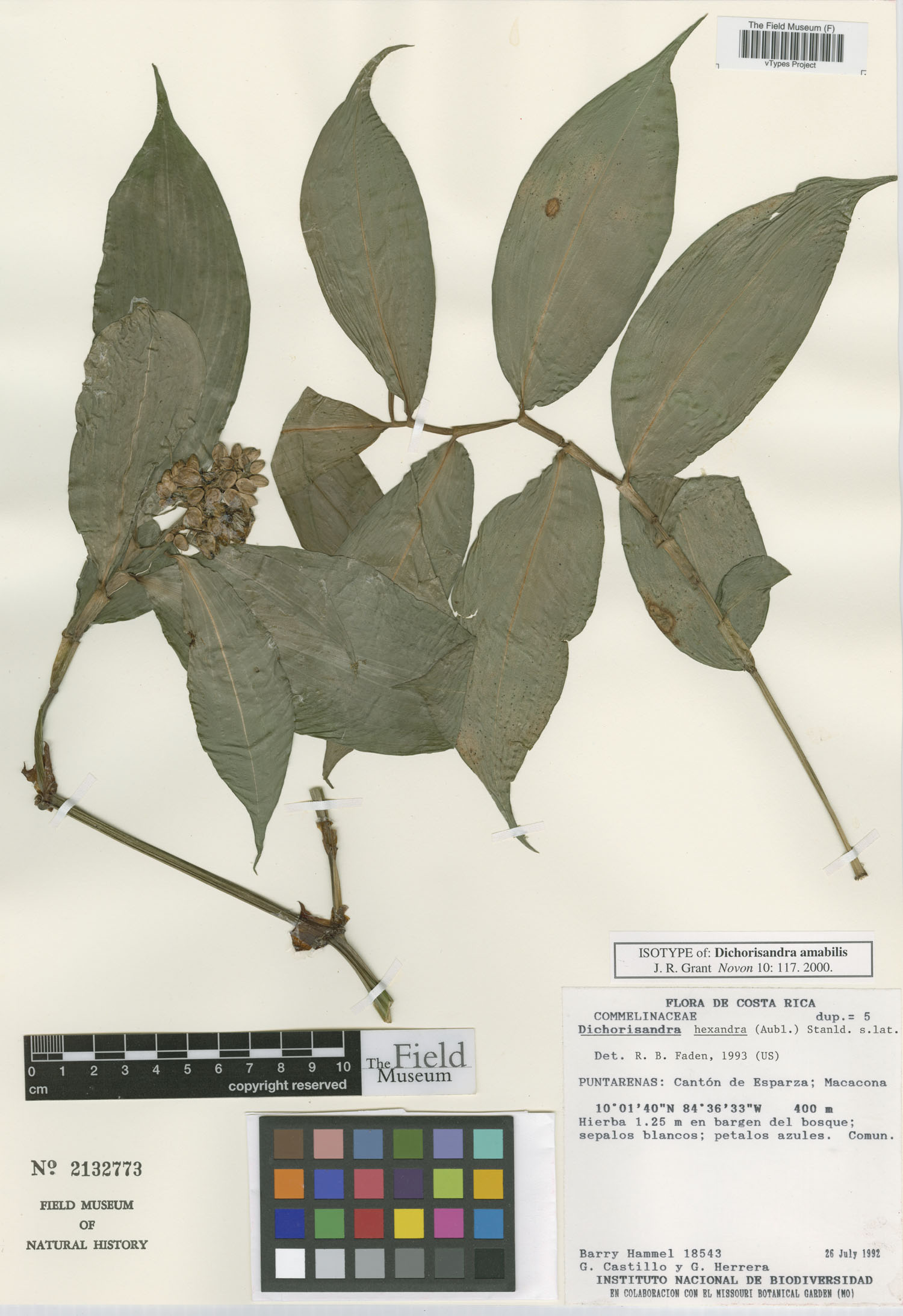 Dichorisandra amabilis image