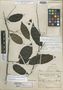 Hasseltia costaricensis Standl., COSTA RICA, A. M. Brenes 11455, Holotype, F