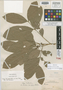 Guarea excelsa subsp. dubia S. F. Blake, Mexico, E. W. Nelson 4230, Isotype, F