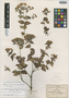 Eupatorium collodes B. L. Rob. & Greenm., MEXICO, C. G. Pringle 4941, Isotype, F